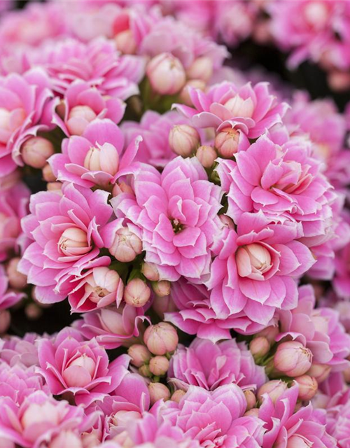 Kalanchoe blossfeldiana gefüllt