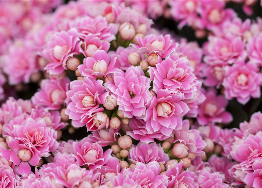 Kalanchoe blossfeldiana gefüllt