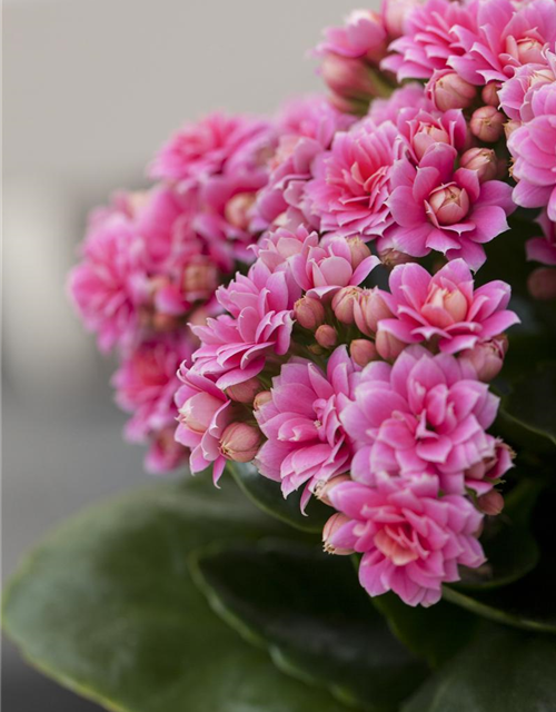 Kalanchoe blossfeldiana gefüllt