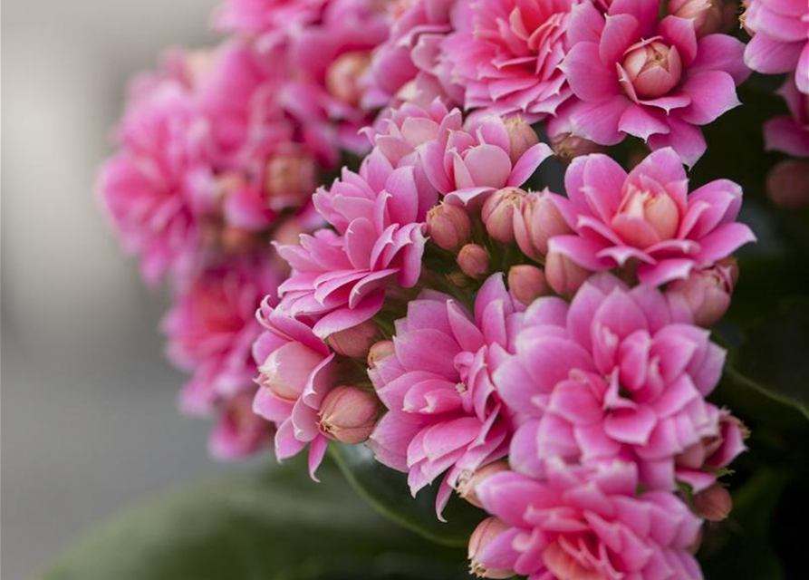 Kalanchoe blossfeldiana gefüllt