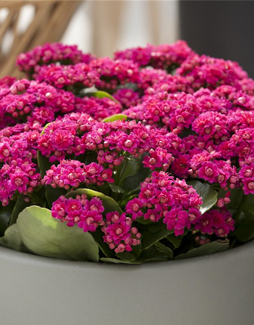 Kalanchoe blossfeldiana gefüllt