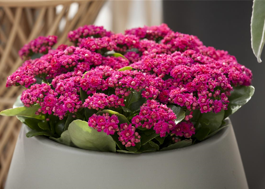 Kalanchoe blossfeldiana gefüllt