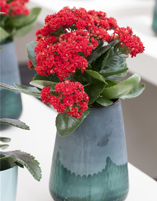 Kalanchoe blossfeldiana gefüllt