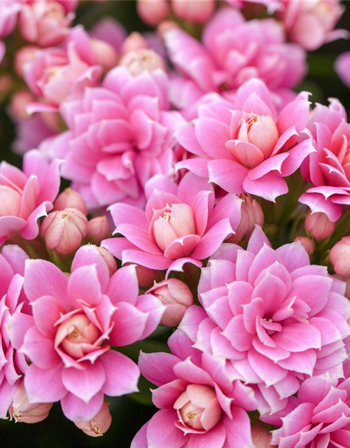 Kalanchoe blossfeldiana gefüllt