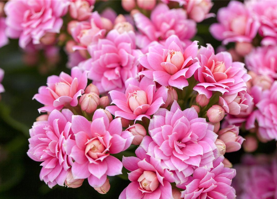 Kalanchoe blossfeldiana gefüllt