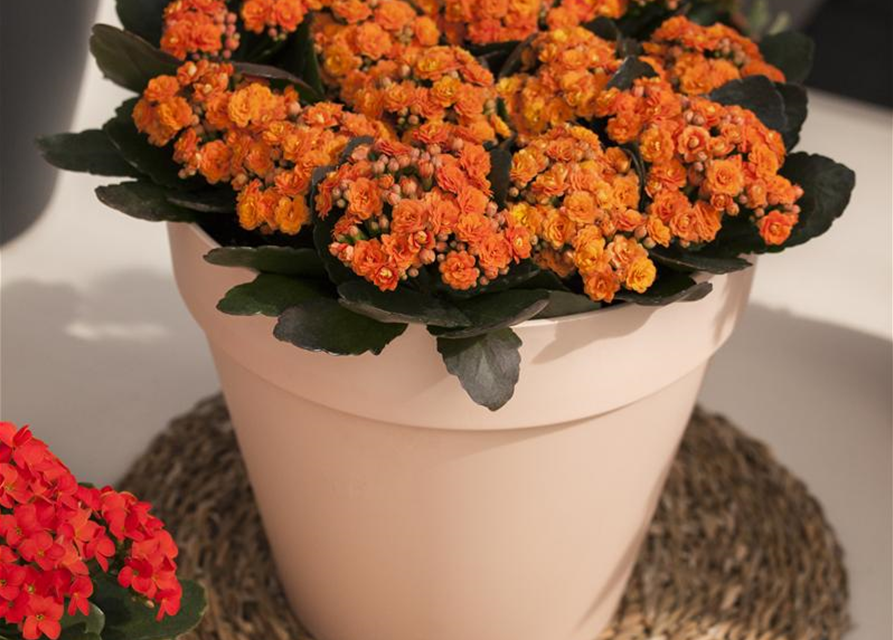 Kalanchoe blossfeldiana gefüllt