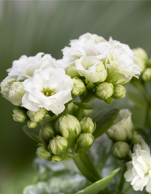 Kalanchoe blossfeldiana gefüllt