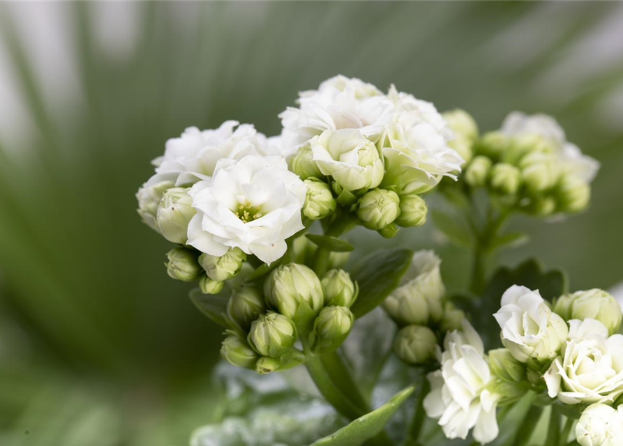 Kalanchoe blossfeldiana gefüllt