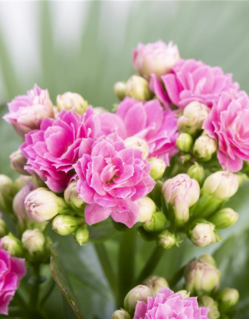 Kalanchoe blossfeldiana gefüllt