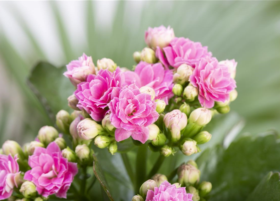 Kalanchoe blossfeldiana gefüllt