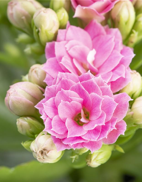 Kalanchoe blossfeldiana gefüllt