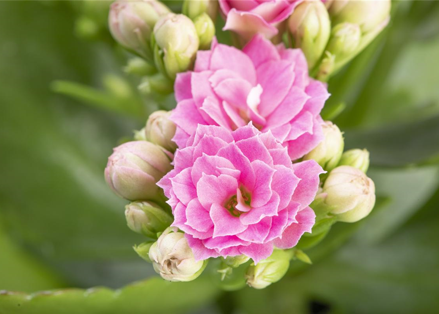 Kalanchoe blossfeldiana gefüllt