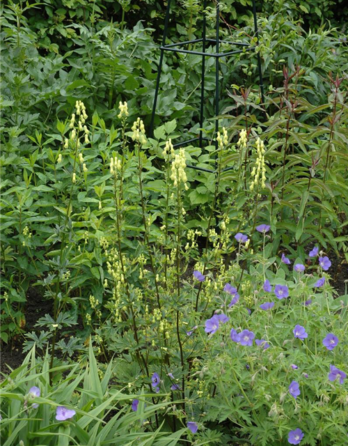 Aconitum lycoctonum ssp. neapolitanum