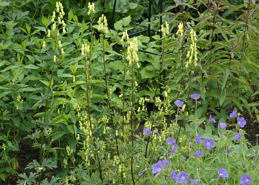 Aconitum lycoctonum ssp. neapolitanum