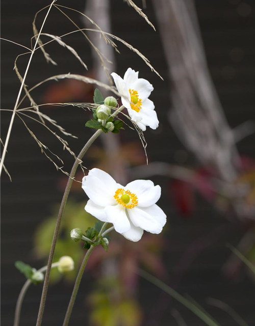 Anemone japonica Honorine Jobert