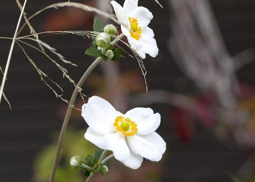 Anemone japonica Honorine Jobert