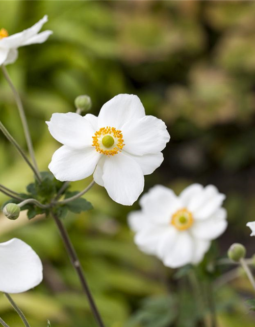 Anemone japonica Honorine Jobert