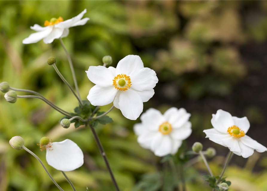 Anemone japonica Honorine Jobert