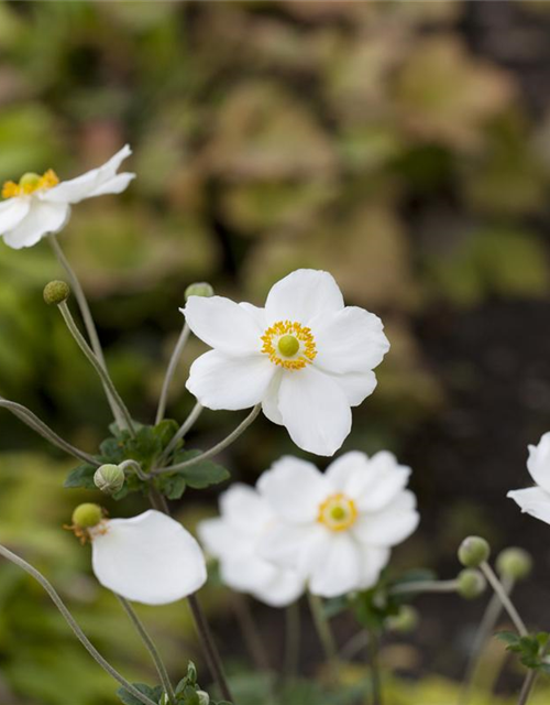 Anemone japonica Honorine Jobert