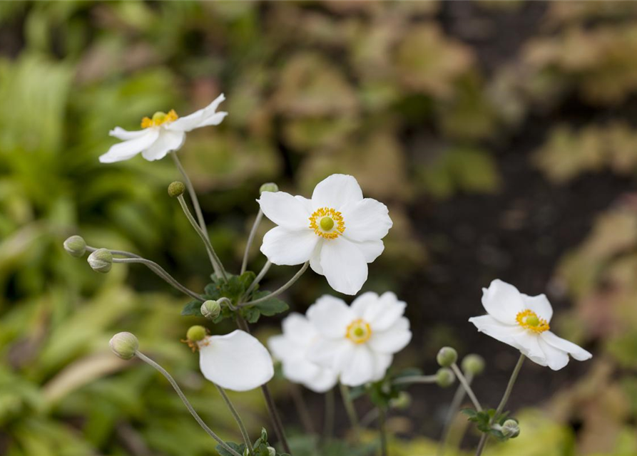 Anemone japonica Honorine Jobert