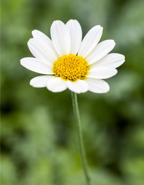 Anthemis tinctoria Sauce Hollandaise