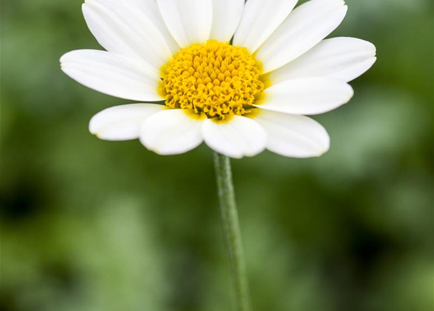 Anthemis tinctoria Sauce Hollandaise