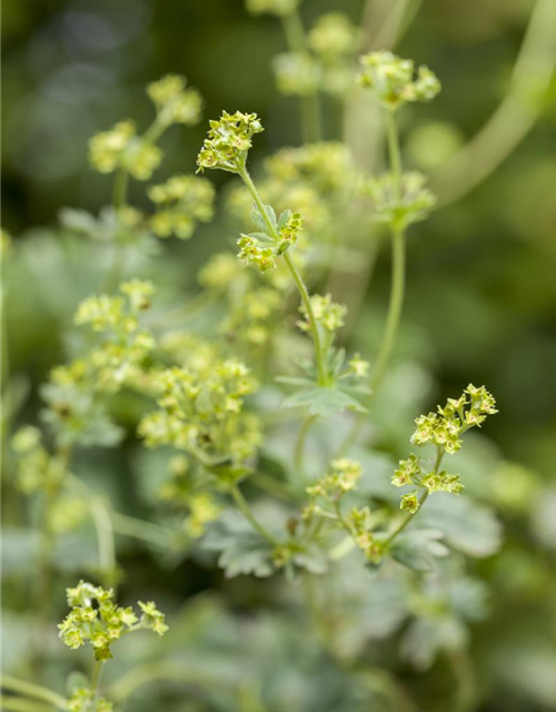 Alchemilla erythropoda