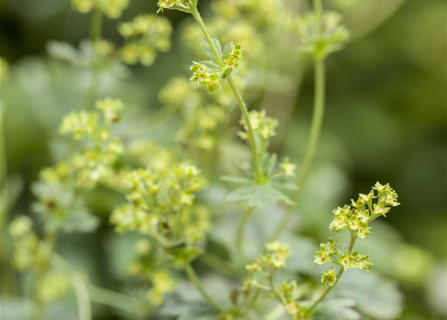 Alchemilla erythropoda