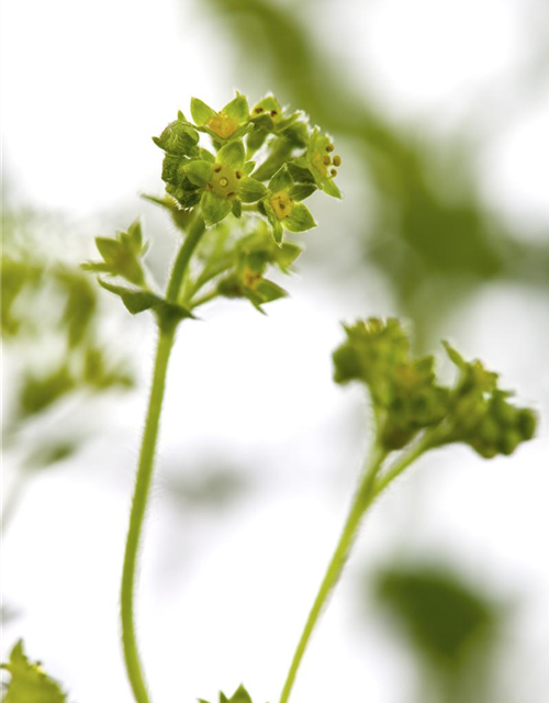 Alchemilla erythropoda