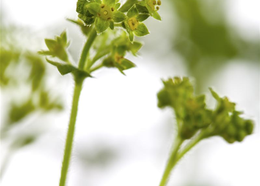 Alchemilla erythropoda