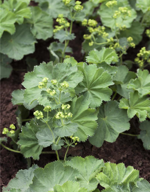 Alchemilla mollis