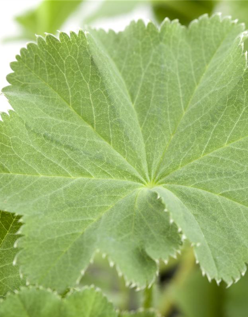 Alchemilla mollis