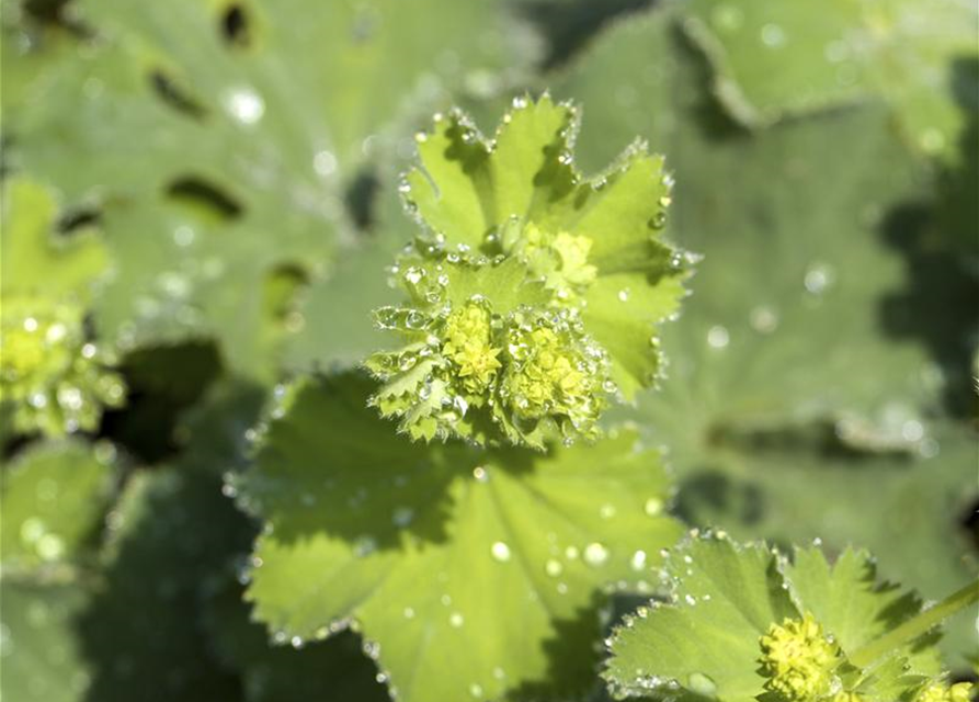 Alchemilla mollis