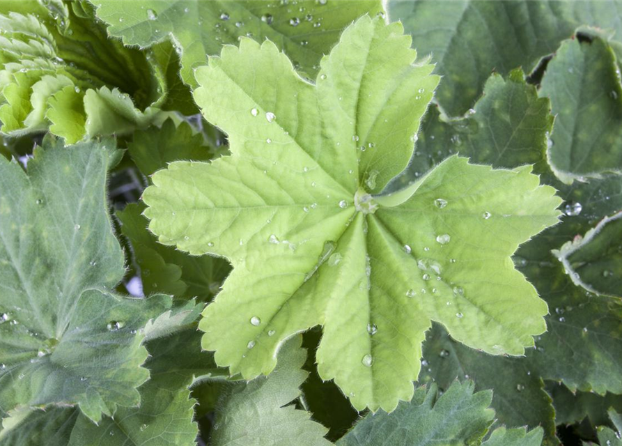 Alchemilla mollis