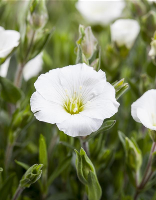 Arenaria montana