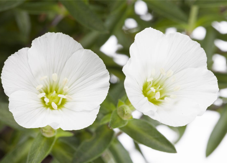 Arenaria montana