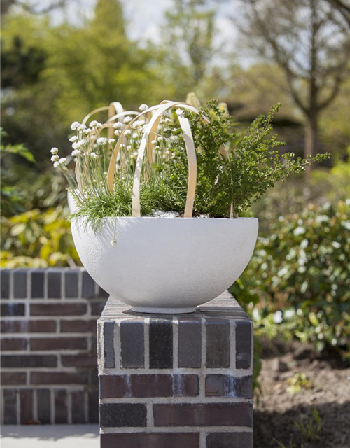 Armeria maritima Alba