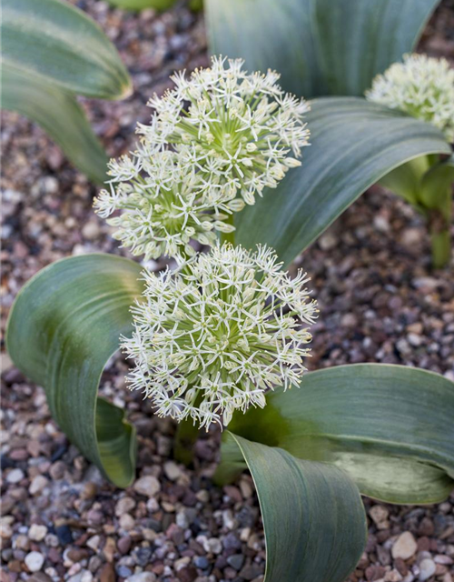 Allium karataviense