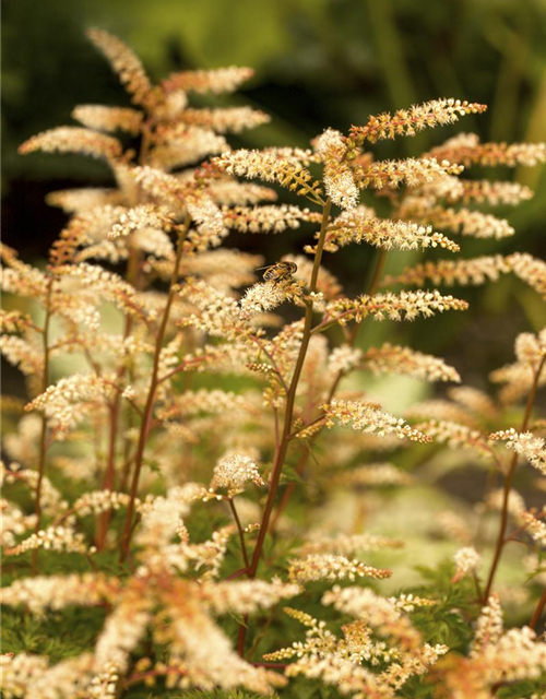 Aruncus aethusifolius Johannifest