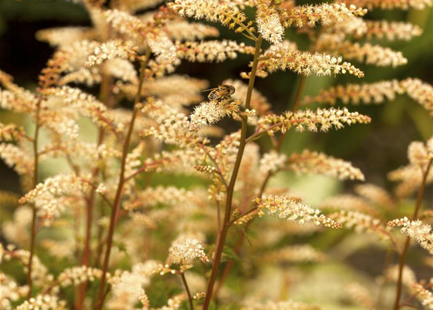 Aruncus aethusifolius Johannifest