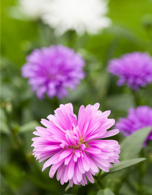 Aster novi-belgii Trio