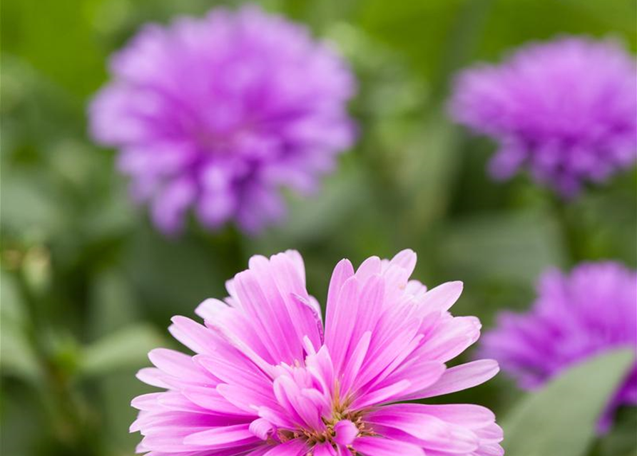 Aster novi-belgii Trio