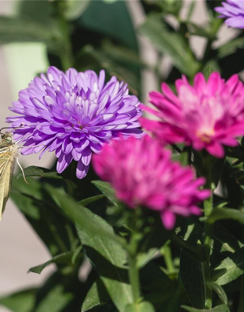 Aster novi-belgii Trio