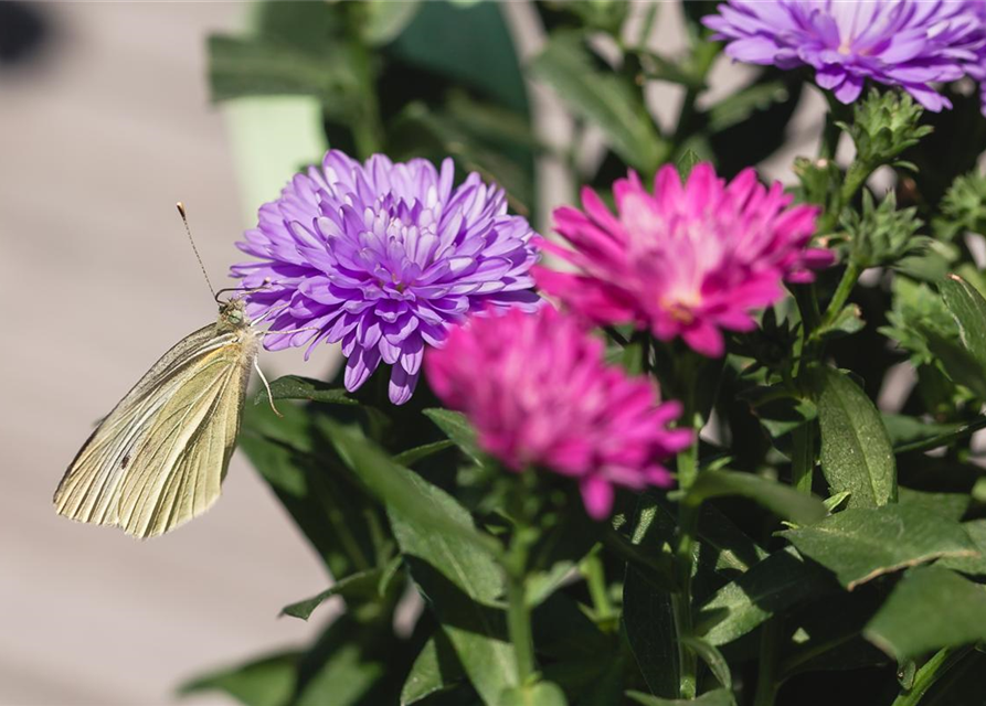 Aster novi-belgii Trio