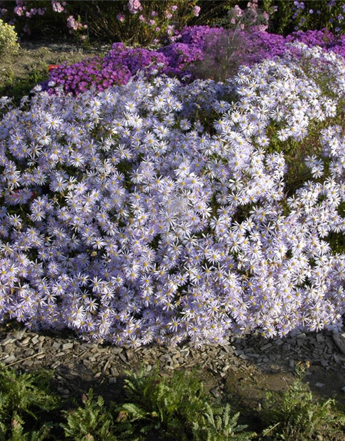 Aster pyrenaeus Lutetia