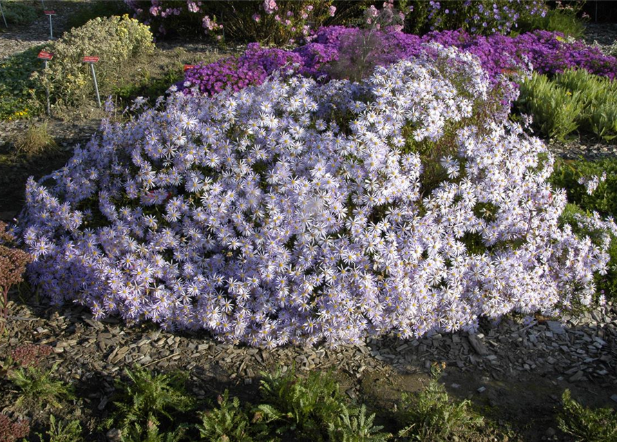 Aster pyrenaeus Lutetia