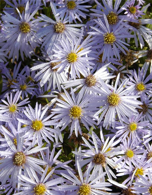 Aster pyrenaeus Lutetia