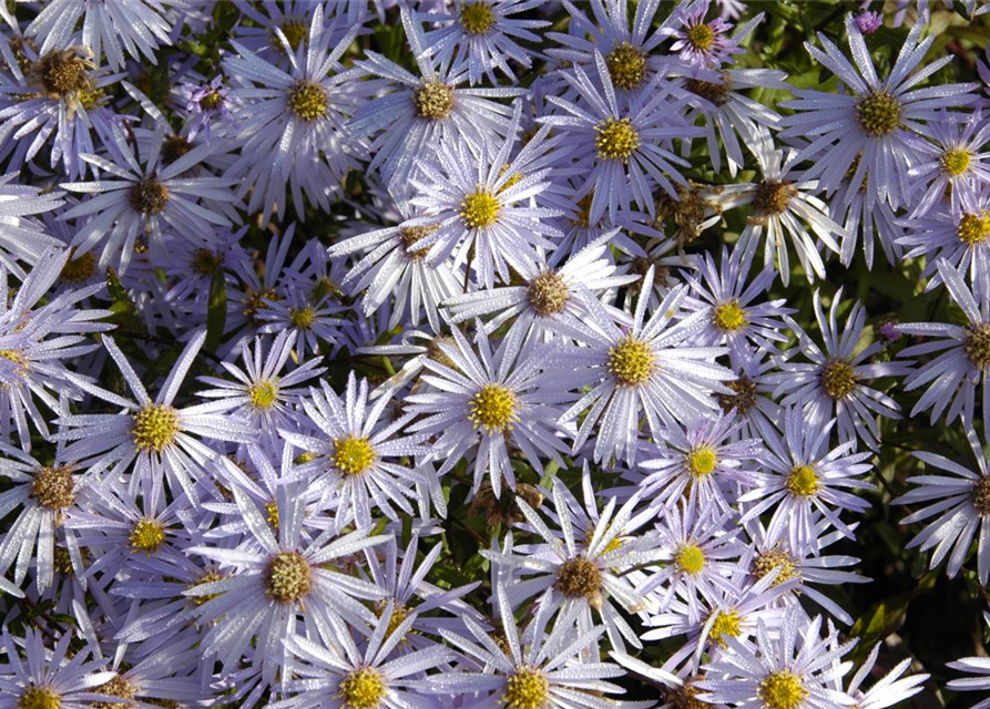 Aster pyrenaeus Lutetia