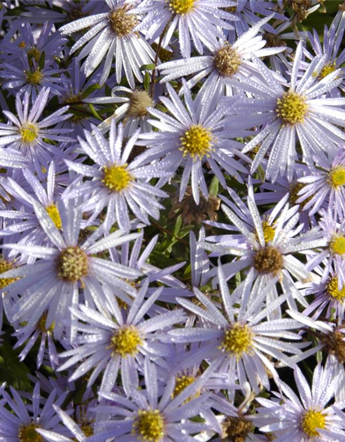 Aster pyrenaeus Lutetia