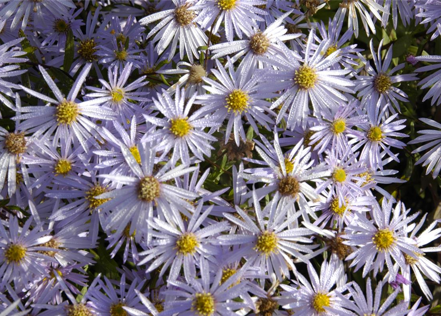 Aster pyrenaeus Lutetia